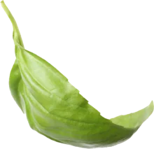 leaf